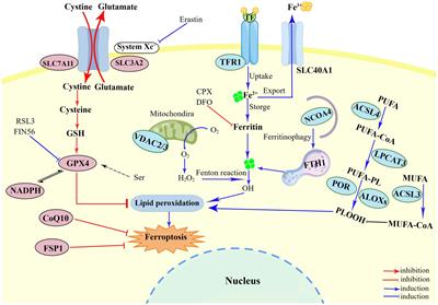 The role of ferroptosis in virus infections